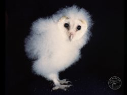 Barn Owl Owlet