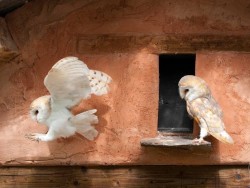 Owls In Barn Owl Trust Sanctuary 04 Sebastian Bevan