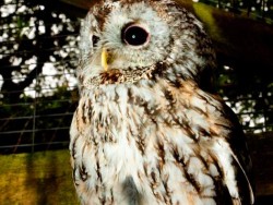 Owls In Barn Owl Trust Sanctuary 13 Sebastian Bevan