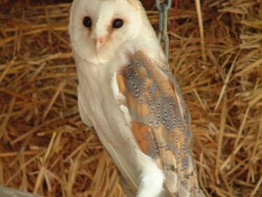 Owls In Barn Owl Trust Sanctuary 14