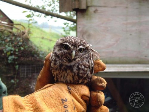 Photo Gallery of owls in our sanctuary - The Barn Owl Trust