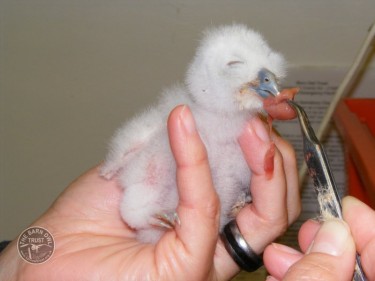 Pass It On Feeding Owlet