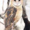Pastel print north american barn owl alex fleming
