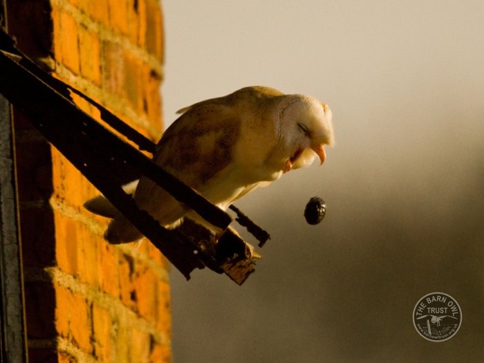 Barn Owl Pellet — Rest in Pieces