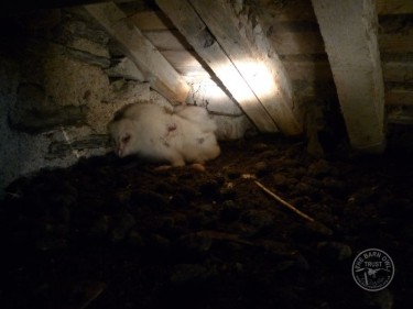 Projects Barn Owl Population Monitoring