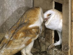 Protection Whilst Nesting Barn Owl Feeding Kevin Keatley