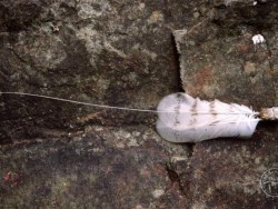 Radio Tagging Tracking Moulted Feather Kevin Keatley