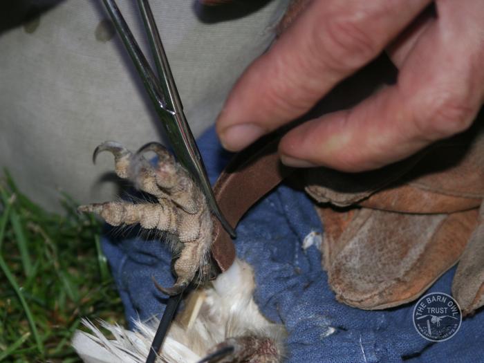 Radio Tagging Tracking Leg 03