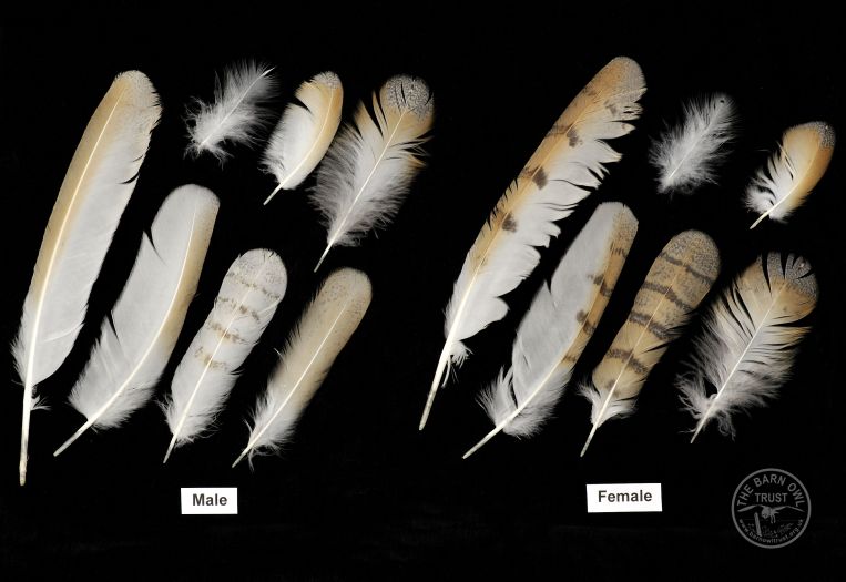 Signs feathers male female