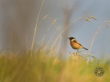 LLP Stonechat [Marton Arvay] 050312 (C)