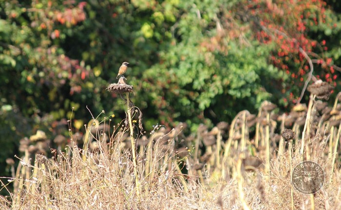 Stonechat on sunflower