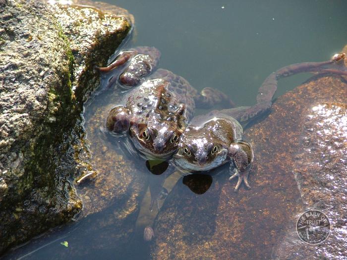 Two Frogs
