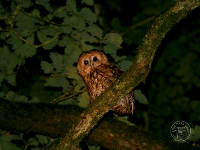 Wild rehab Tawny Owl at night